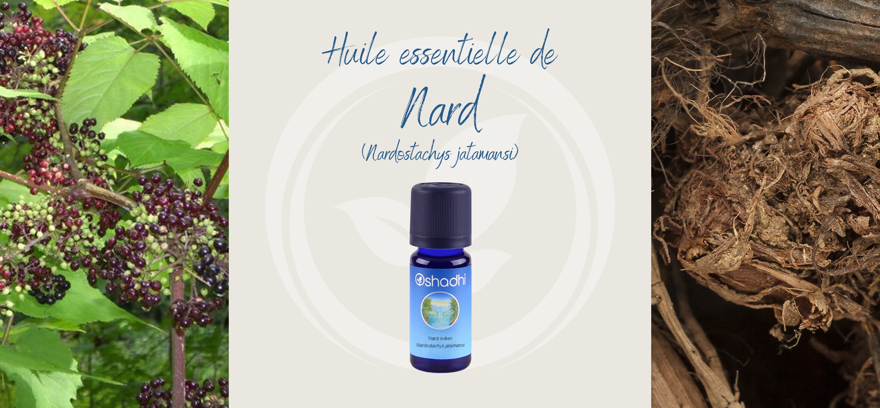 L'huile essentielle de Nard est de retour